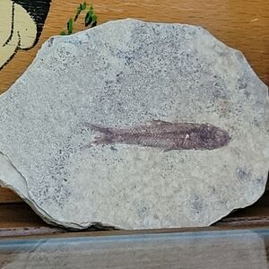 Fossil Fish on Stone